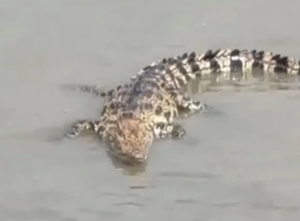 上海警方回应黄浦江畔出现鳄鱼：抓过两次 均逃脱