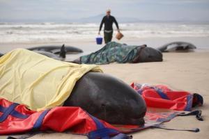 约230头鲸鱼在澳大利亚搁浅 半数已死亡 随时鲸爆