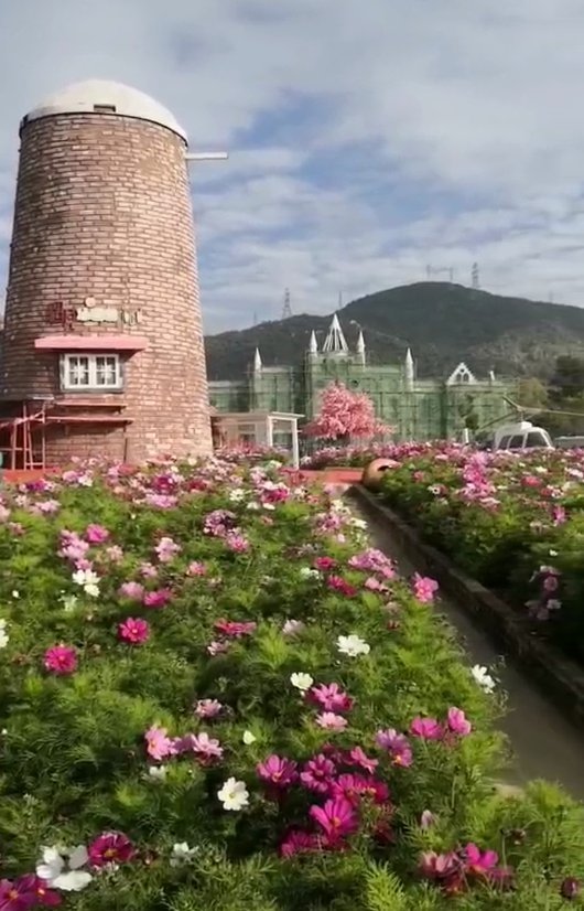 深圳玫瑰海岸春节有花海吗附购票途径和交通参考