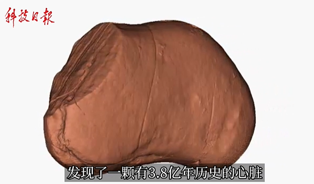 3.8亿年！科学家发现最古老的心脏