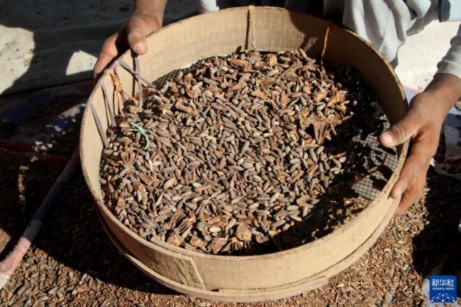 阿富汗松子成熟的季节