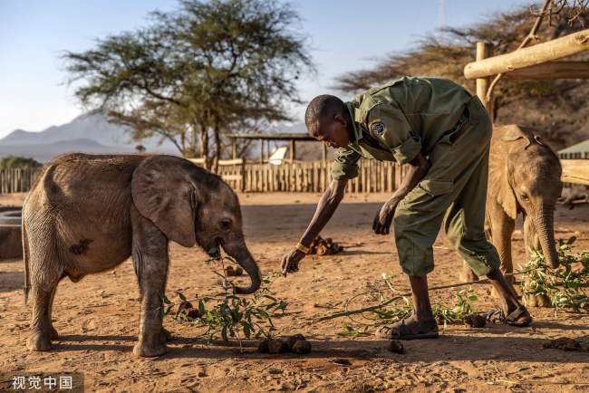 大象死于致命干旱_肯尼亚严重干旱 超200头大象死亡_肯尼亚大象时间