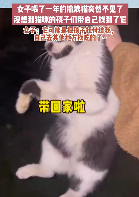 随后"桃子"将流浪的猫妈妈带回家收养.