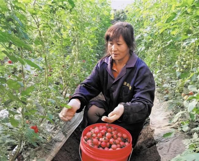 记者刘坤摄时下正值大棚圣女果收获季.