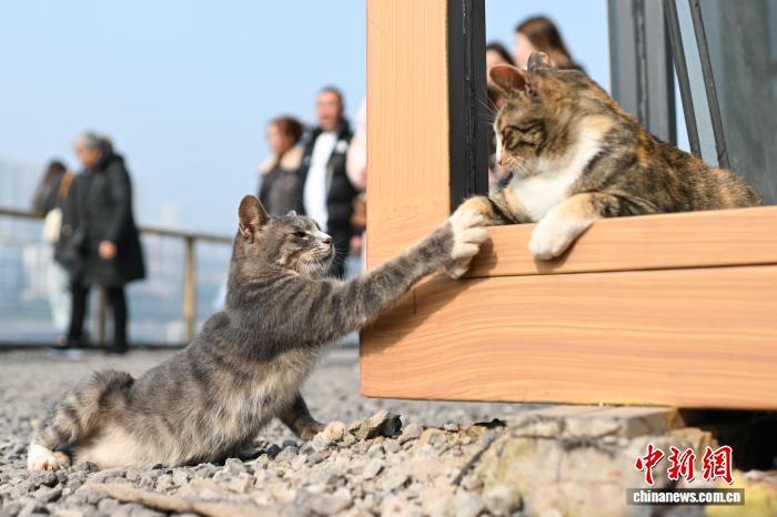 为流浪猫筑“港湾” 重庆一猫猫主题乐园走红