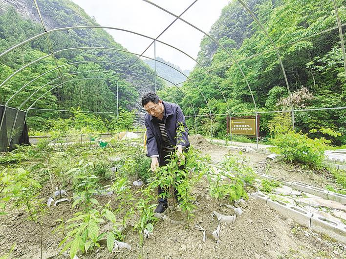 移出“舒适区”，在自然生境中恢复种群  630株濒危植物“野化”