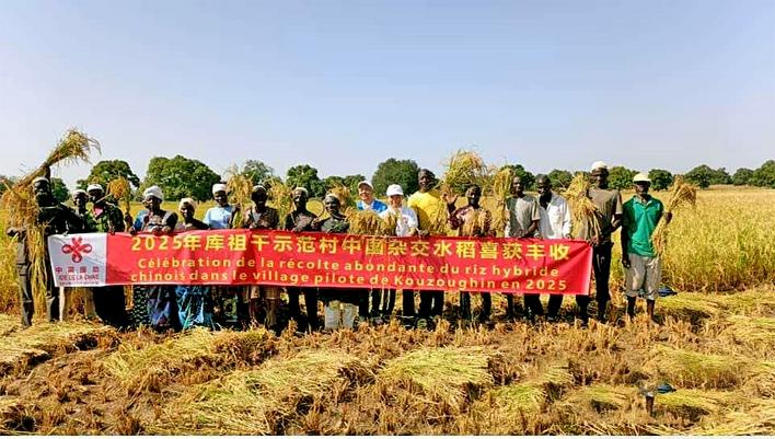 23位湖北农技专家7年接力支援  非洲一国家种植中国水稻亩产翻番