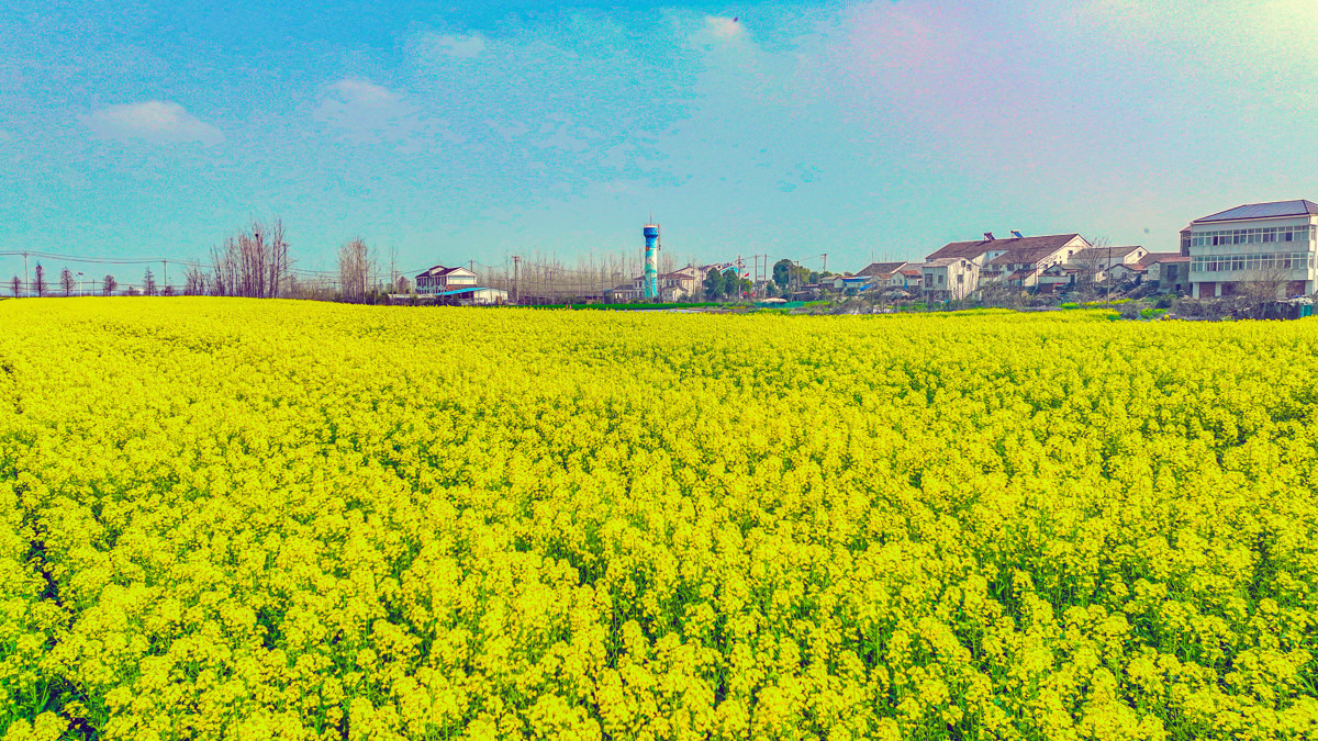 油菜花的高光时刻来啦！武汉已铺上一片片金灿花毯