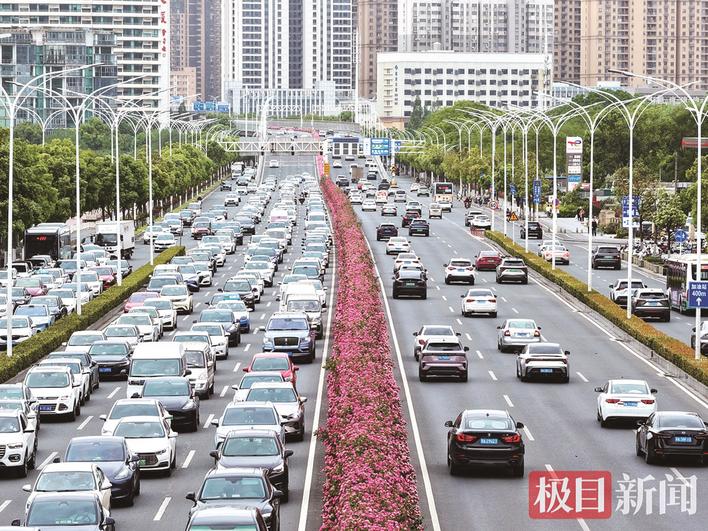 武汉这条5.5公里月季大道“爆街” 五一假期将进入最佳观赏期