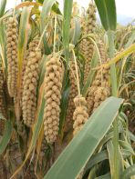 阳曲县清风良业种养殖专业合作社