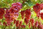Qingxu Grapes: A Taste of Sunshine from Shanxi