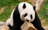新一对大熊猫将在今年定居香港