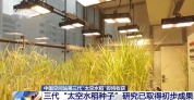 期待！中國空間站第三代“太空水稻”即將收獲