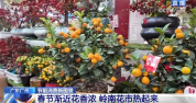 花市“热”起来涌动节前消费暖流 年花市场新趋势