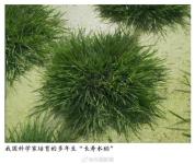 中国培育出长寿水稻 一次播种多年收获