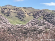 清明假期迎来旅游热潮 新疆文旅市场春日活力迸发