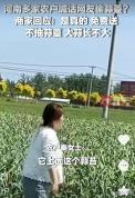 希望今天都来俺地里偷蒜薹：蒜农在线“求偷”引发网友热情响应