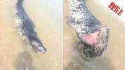 海豹在海岸浅滩处搁浅 目击者回应 已获救助并放归大海