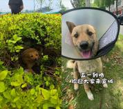 一只流浪狗让这座小城收获泼天流量 善意温暖全网