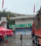 “最暖糖厂”已榨66712.9吨果蔗 暖心举措助蔗农
