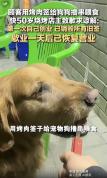 女子烧烤店用签子喂狗 老板道歉关店 事件引发广泛关注