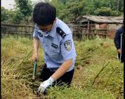 4位民警帮残疾村民抢收600多斤油菜 警民情深暖人心