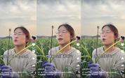 蒜薹买五斤送十斤系段子 农户面临销售难题