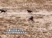 骑手赛马途中落马 马儿依旧奋力冲刺