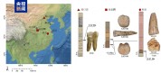 我国科学家破解人类演化谜题 40万年前直立人牙齿揭示新线索