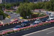 北京美出圈的月季叫约定 花海装点城市