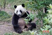 四川成都大熊猫玩耍显萌态 憨态可掬乐翻天