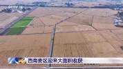 西南麦区迎来大面积收获 增产趋势明显