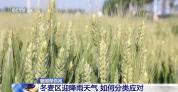 冬麦区迎降雨天气 各地如何分类应对 夏收抢进度