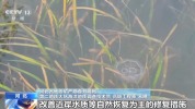 从渤海湾到涠洲岛 我国海洋生态修复持续推进