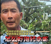 杭州杨梅果农称泡药5年10年不回本 药水泡过的没有杨梅味道