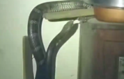 “求助！家里来了条蛇，我怀疑是眼镜王蛇！”