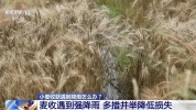 小麦收获遇到降雨怎么办 抢收抢烘成关键
