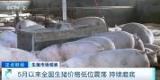 生猪价跌至10年低位 官方调减产能 持续磨底震荡