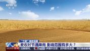 麦收时节遇降雨影响范围有多大 主产区麦收进度如何