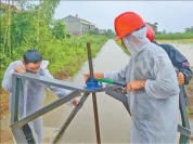 5000亩示范片秧苗逐渐恢复长势