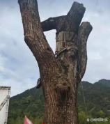 浙江600年古树被毁谁来担责 领导批示引发争议