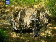 阳泉发现约2.95亿年前木化石 国家二级重点保护
