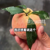 冲着新鲜叶子买桃 回家发现全是插的