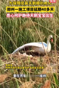 太暖心！郑州为疣鼻天鹅顺利孵化温柔“让路”