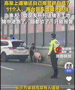 长沙高架惊现一头肥猪逆行 猪“越狱”引发全网热议