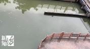 上海一河道惊现大量死鱼 疑水质问题引发关注