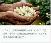 茶饮会因茉莉花受灾集体涨价吗 供应链承压引发关注