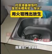 女子做饭时蛇从下水道探出头 母亲用火钳夹走放生