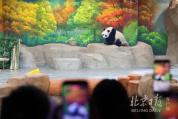 北京动物园大熊猫馆到底有谁在 “西直门三太子”萌兰亮相