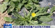 从橡胶草提取合格天然橡胶，已实现量产